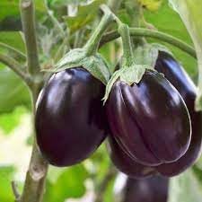 Vegetable Seeds,Garden seeds, Seeds For Planting,Plant Seeds