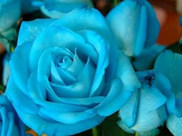 Flower Seeds, Seeds,Seeds For Planting,Plant Seeds