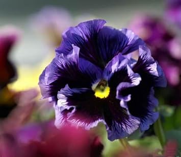 Flower Seeds, Seeds,Seeds For Planting,Plant Seeds