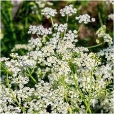 Herb Seeds,Garden seeds, Seeds For Planting,Plant Seeds