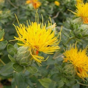Flower Seeds, Seeds,Seeds For Planting,Plant Seeds
