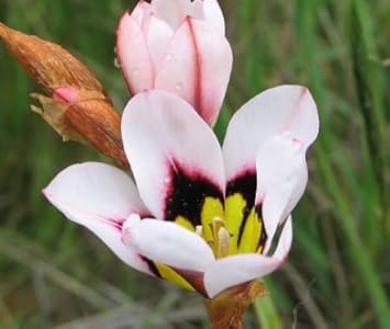 Flower Seeds, Seeds,Seeds For Planting,Plant Seeds