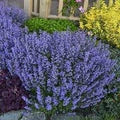 Nepeta Mussinii Flower Seeds for Planting – Heirloom, Non-GMO, High Germination Hardy Garden Seeds