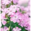 Saponaria Ocymoides Flower Seeds for Planting – Garden Favorite, Heirloom Non-GMO High Germination Organic Garden Seeds