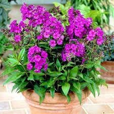 Flower Seeds, Seeds,Seeds For Planting,Plant Seeds