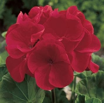 Flower Seeds, Seeds,Seeds For Planting,Plant Seeds