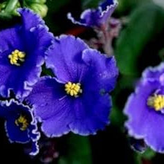 Flower Seeds, Seeds,Seeds For Planting,Plant Seeds