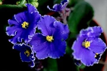 Flower Seeds, Seeds,Seeds For Planting,Plant Seeds