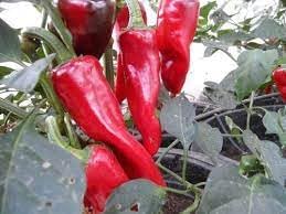 Vegetable Seeds,Garden seeds, Seeds For Planting,Plant Seeds