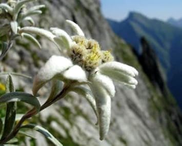 Flower Seeds, Seeds,Seeds For Planting,Plant Seeds