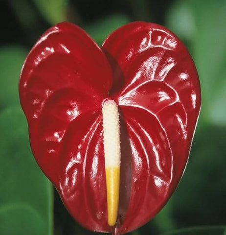 Flower Seeds, Seeds,Seeds For Planting,Plant Seeds