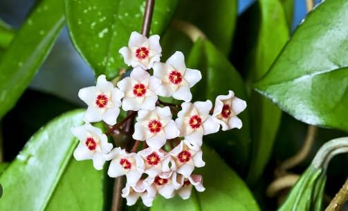 Flat White Red Hoya Flower Seeds for Planting – Heirloom, Non-GMO, High Germination Organic Garden Seeds