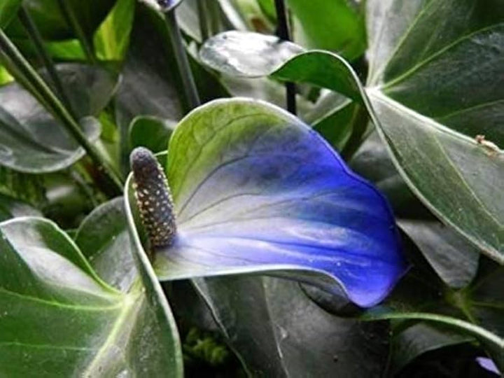 Blue Green Anthurium Linden Flower Seeds for Planting – Heirloom, Non-GMO, High Germination