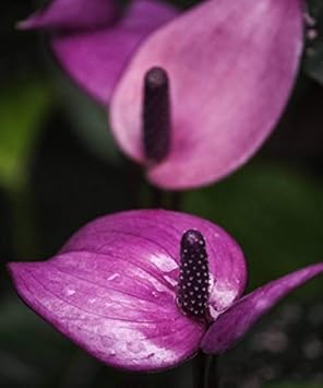 Flower Seeds, Seeds,Seeds For Planting,Plant Seeds