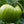 Vegetable Seeds,Garden seeds, Seeds For Planting,Plant Seeds