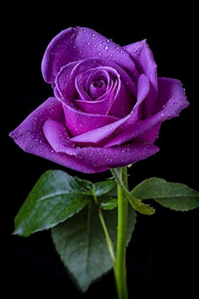 Violet Rose Flower Seeds for Planting – Garden Favorite, Heirloom, Non-GMO Seeds for Home Garden