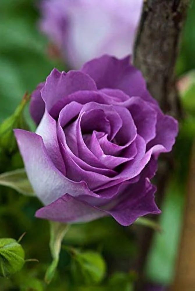 Ruby Rose Flower Seeds for Planting, Violet Mix – Heirloom, Non-GMO, High Germination Organic Garden Seeds