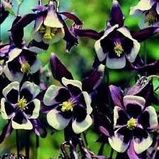 Flower Seeds, Seeds,Seeds For Planting,Plant Seeds