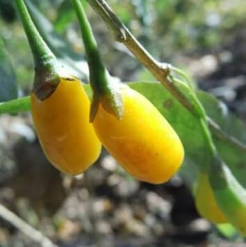 Fruit Seeds,Garden seeds, Seeds For Planting,Plant Seeds