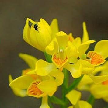 Flower Seeds, Seeds,Seeds For Planting,Plant Seeds