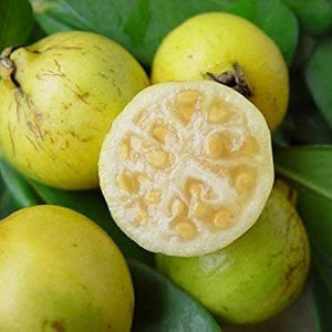 Fruit Seeds,Garden seeds, Seeds For Planting,Plant Seeds