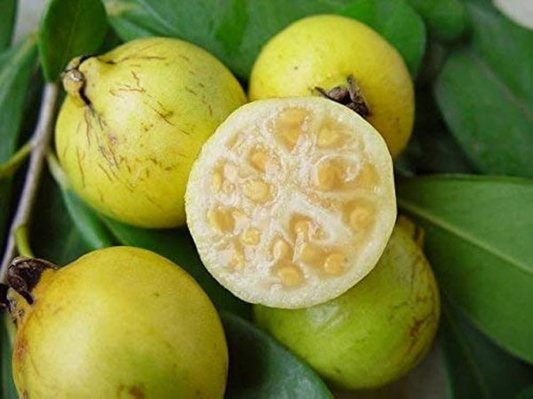 Fruit Seeds,Garden seeds, Seeds For Planting,Plant Seeds