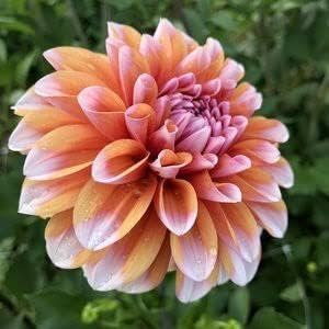 Flower Seeds, Seeds,Seeds For Planting,Plant Seeds