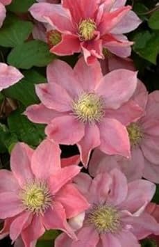 Flower Seeds, Seeds,Seeds For Planting,Plant Seeds