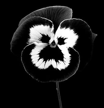 Flower Seeds, Seeds,Seeds For Planting,Plant Seeds