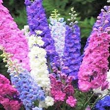 Flower Seeds, Seeds,Seeds For Planting,Plant Seeds