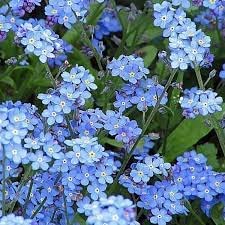 Sky Blue Nezabudka Flower Seeds for Planting – Heirloom, Non-GMO, Drought Tolerant, High Germination