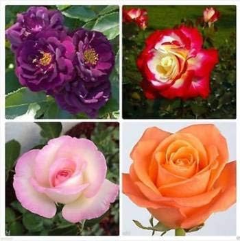 Flower Seeds, Seeds,Seeds For Planting,Plant Seeds