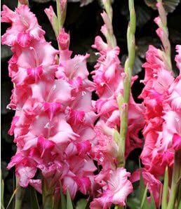 Flower Seeds, Seeds,Seeds For Planting,Plant Seeds