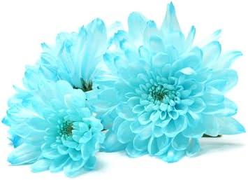 Flower Seeds, Seeds,Seeds For Planting,Plant Seeds