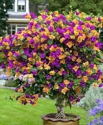 Flower Seeds, Seeds,Seeds For Planting,Plant Seeds