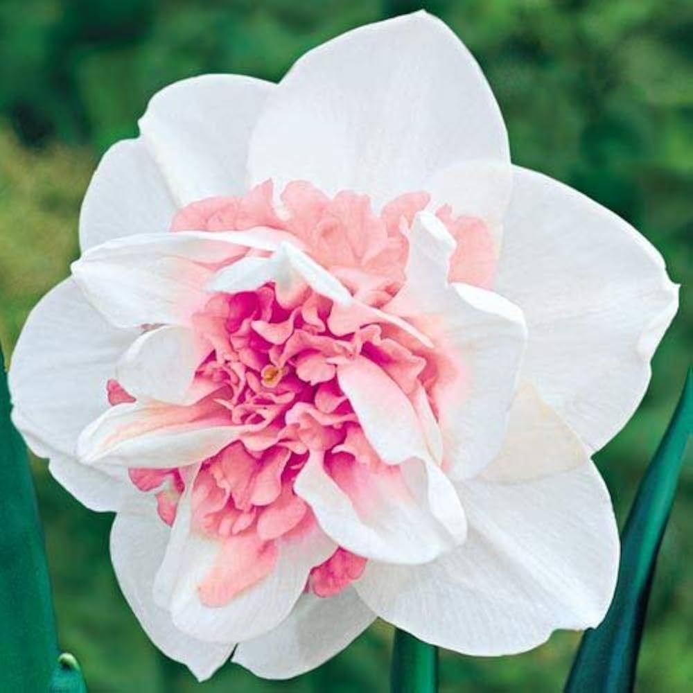 White Double Petals Pink Daffodil Seeds – Heirloom Non-GMO Seeds for Planting