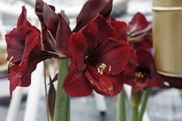 Flower Seeds, Seeds,Seeds For Planting,Plant Seeds