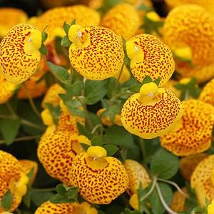 Flower Seeds, Seeds,Seeds For Planting,Plant Seeds