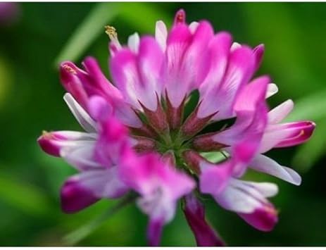 Flower Seeds, Seeds,Seeds For Planting,Plant Seeds