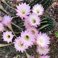 Flower Seeds, Seeds,Seeds For Planting,Plant Seeds