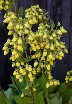 Flower Seeds, Seeds,Seeds For Planting,Plant Seeds