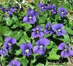 Flower Seeds, Seeds,Seeds For Planting,Plant Seeds