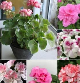 Flower Seeds, Seeds,Seeds For Planting,Plant Seeds