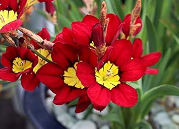 Flower Seeds, Seeds,Seeds For Planting,Plant Seeds