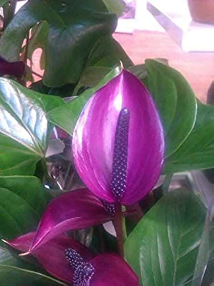 Violet Anthurium Seeds for Planting - Premium Heirloom, Non-GMO, High Germination Organic Garden Seeds