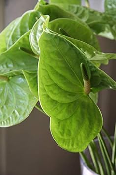 Flower Seeds, Seeds,Seeds For Planting,Plant Seeds