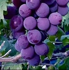 Fruit Seeds,Garden seeds, Seeds For Planting,Plant Seeds