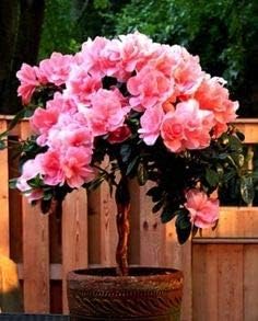 Flower Seeds, Seeds,Seeds For Planting,Plant Seeds