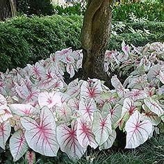 Flower Seeds, Seeds,Seeds For Planting,Plant Seeds