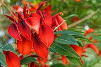 Flower Seeds, Seeds,Seeds For Planting,Plant Seeds